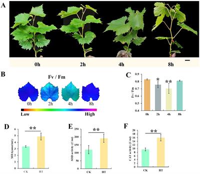 Assessment of heat tolerance and identification of miRNAs during high-temperature response in grapevine